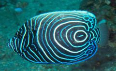 Pomacanthus imperator
