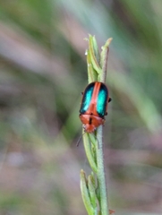 Calomela curtisi