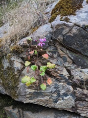 Pelargonium rodneyanum