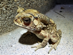 Duttaphrynus melanostictus
