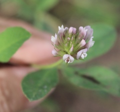 Trifolium pinetorum