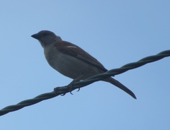 Passer diffusus stygiceps