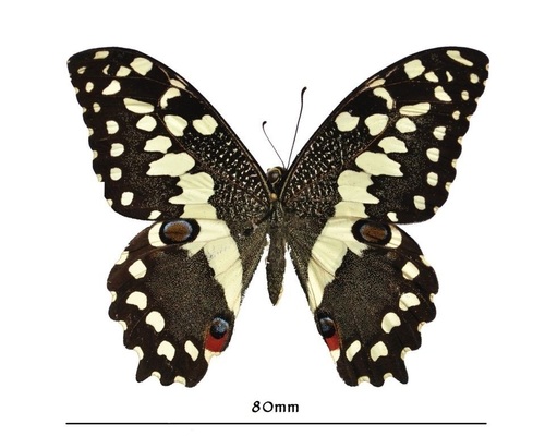 Citrus Swallowtail