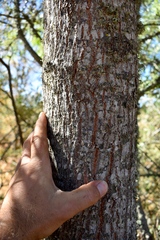 Quercus × avellaniformis