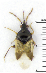 Cimicoidea