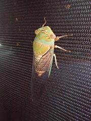 Macrotristria intersecta