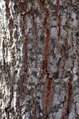 Quercus × avellaniformis