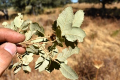 Quercus × avellaniformis