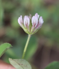 Trifolium pinetorum