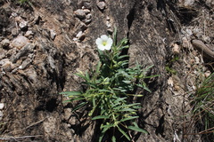 Monsonia