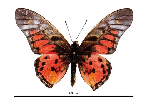 Acraea Swordtail