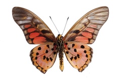 Graphium ridleyanus