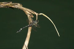 Gomphidia fukienensis