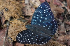 Dichorragia nesimachus formosanus