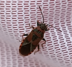 Arocatus melanocephalus