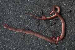 Oreocryptophis porphyraceus