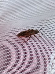 Arocatus melanocephalus