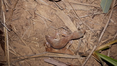 Diplodactylus