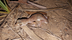 Diplodactylus