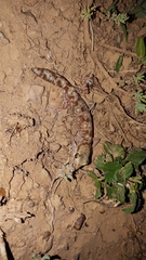 Diplodactylus