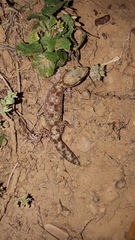 Diplodactylus