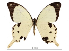 Papilio dardanus