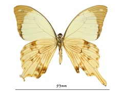Papilio dardanus