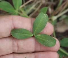 Trifolium pinetorum
