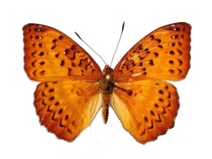 Pseudargynnis hegemone