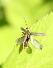 Cantharis nigricans