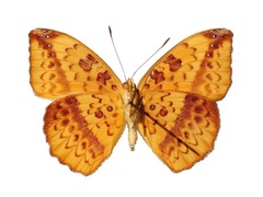 Pseudargynnis hegemone