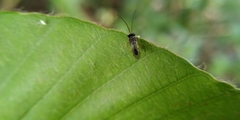 Eucharitidae