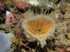 Pachycerianthus