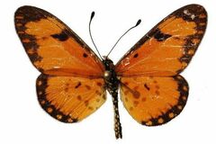 Acraea serena