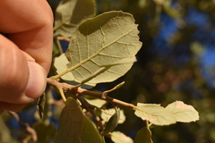 Quercus × avellaniformis