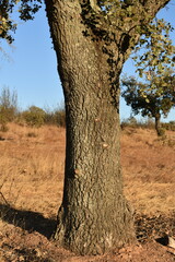 Quercus × avellaniformis