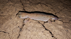 Diplodactylus