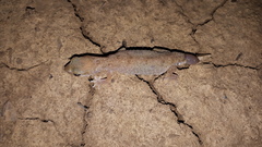 Diplodactylus