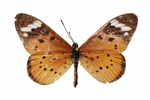 Whitebar Acraea