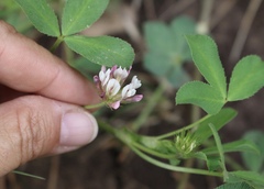 Trifolium pinetorum