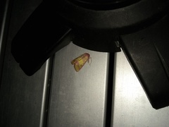 Psectrotarsia suavis