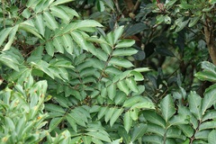 Bretschneidera sinensis