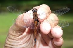 Tramea transmarina euryale