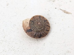 Plectotropis conomphala