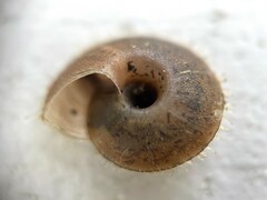 Plectotropis conomphala