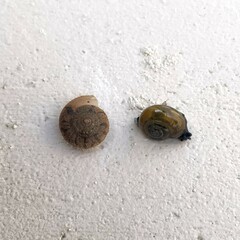 Plectotropis conomphala