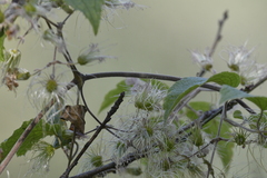 Clematis dioica