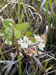 Xanthosia rotundifolia