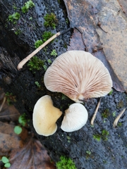 Crepidotus mollis