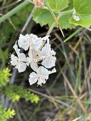 Xanthosia rotundifolia